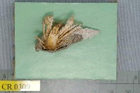 藏品(長指細螯寄居蟹)的圖片